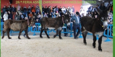 26 º FERIA BURRO ZAMORANO-LEONES SAN VITERO