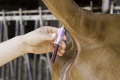 Toma de muestras para análisis de ADN